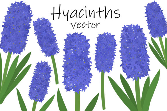 Hyacinths Flowers. Hyacinths Vector SVG for Graphics & Illustrations