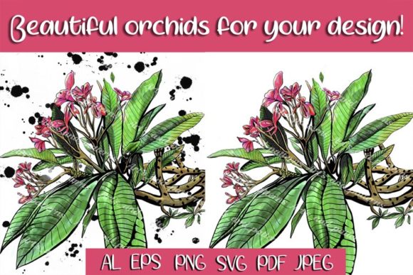Watercolor Orchid Flowers. Pink Orchid Graphics and Illustrations